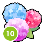 Hydrangea x 10
